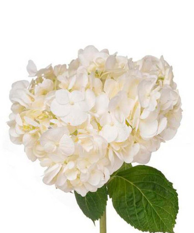 Гортензия белая Колумбия, поштучно