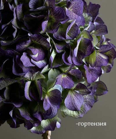 Гортензия осенние сорта в ассортименте, поштучно