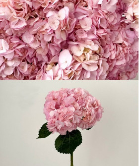 Гортензия розовая Колумбия, поштучно