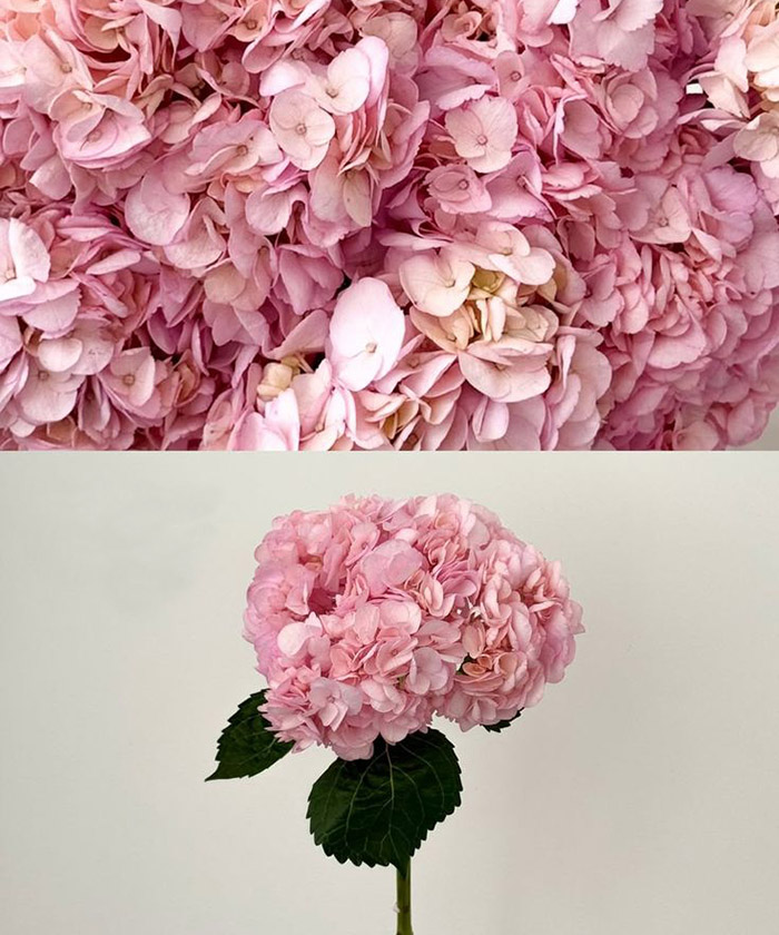 Гортензия розовая Колумбия, поштучно