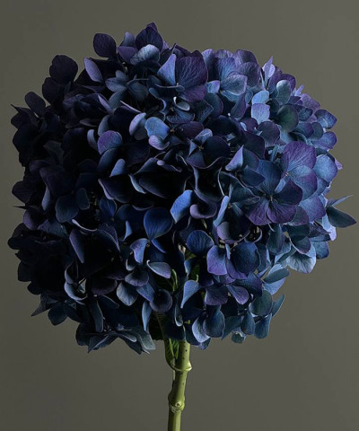 Гортензия синяя, поштучно