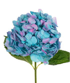 Гортензия тинтед марин пинк, крашенная, Колумбия