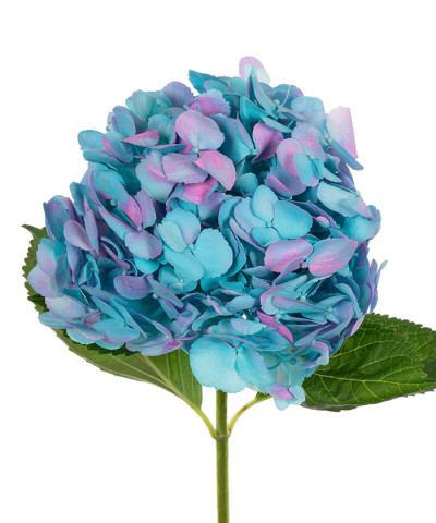 Гортензия тинтед марин пинк, крашенная, Колумбия