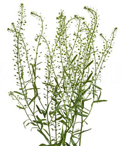 Гринбелл, поштучно