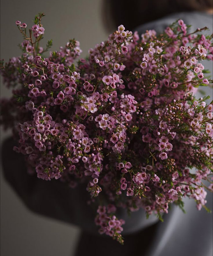 Хамелациум розовый, поштучно