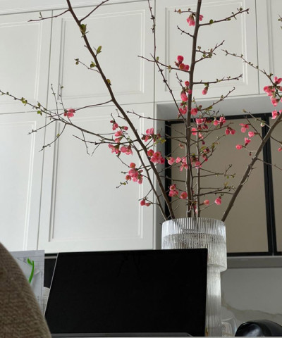 Хеномелис, цветущие ветки айвы