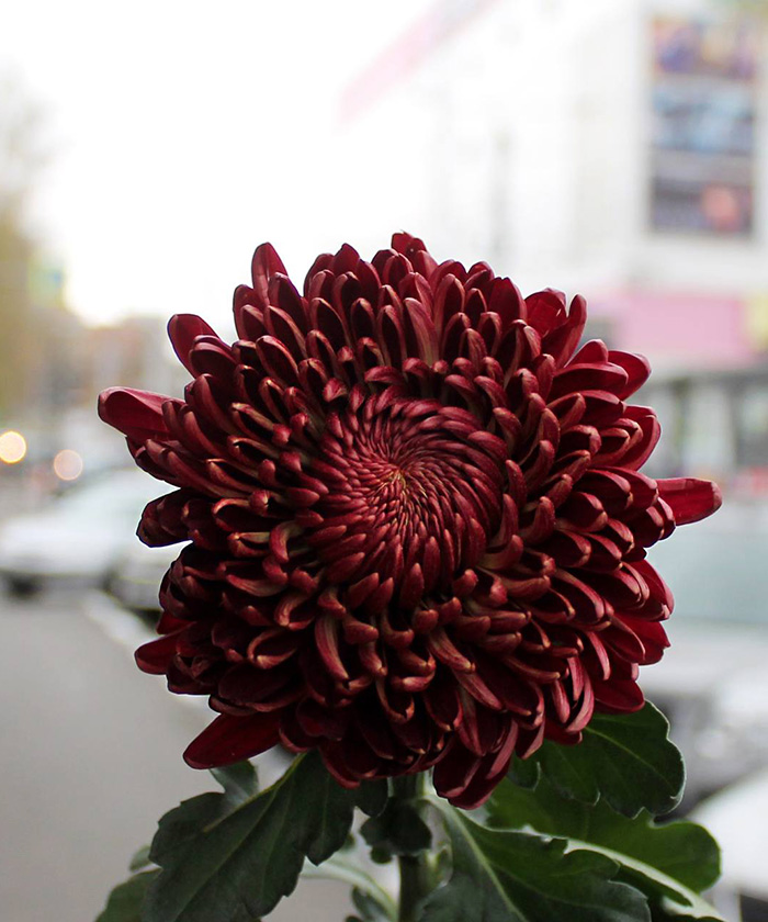 Хризантема Бигуди ред, поштучно