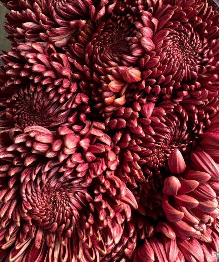 Хризантема Бигуди ред, поштучно