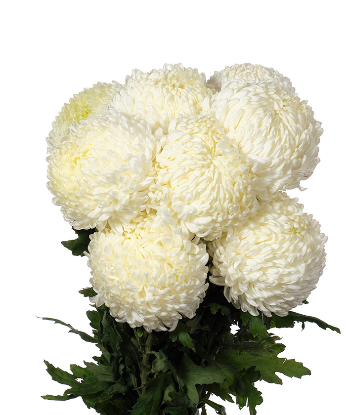 Хризантема Фред одноголовая белая, поштучно