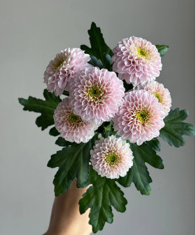 Хризантема кустовая розовая Летсгоу пинк, поштучно