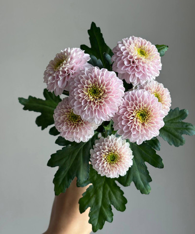 Хризантема кустовая розовая Летсгоу пинк, поштучно