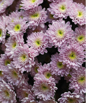 Хризантема кустовая розовая Оптимист