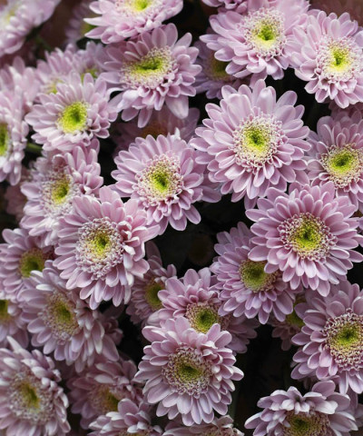 Хризантема кустовая розовая Оптимист