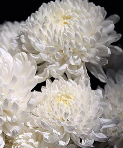 Хризантема Рибонет одноголовая белая, поштучно