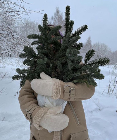 хвоя Нобилис, большая ветка, поштучно