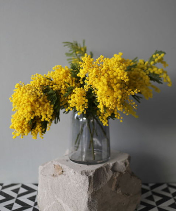 Мимоза, поштучно