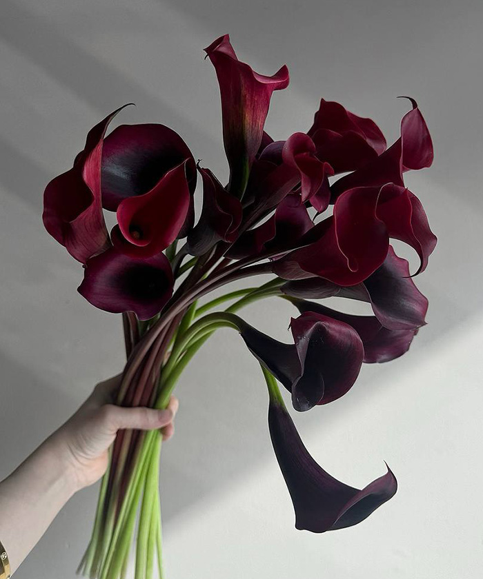 Каллы фиолетовые и бордовые, в ассортименте, поштучно