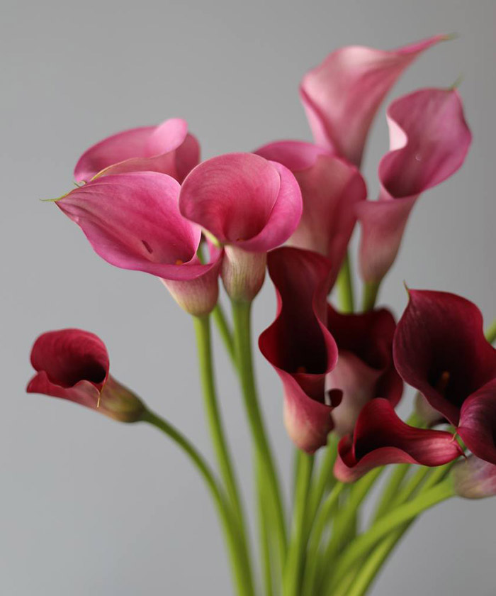 Каллы розовые в ассортименте, поштучно