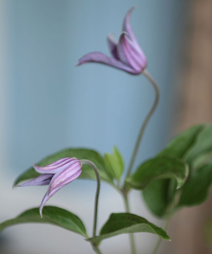 Клематис, в ассортименте, поштучно