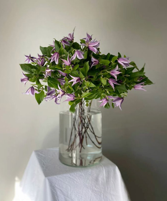 Клематис, в ассортименте, поштучно