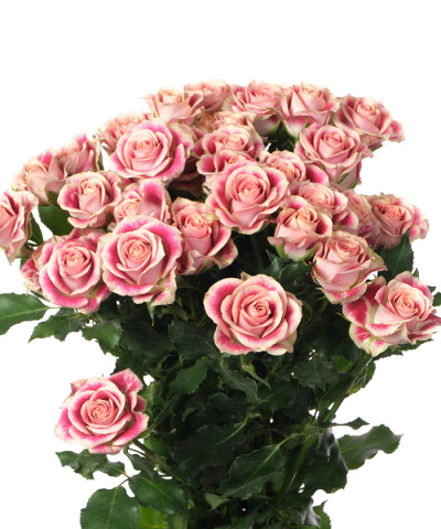 Кустовая роза розовая Флиндерс Лейн