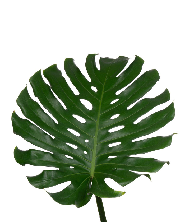 Лист монстеры, поштучно