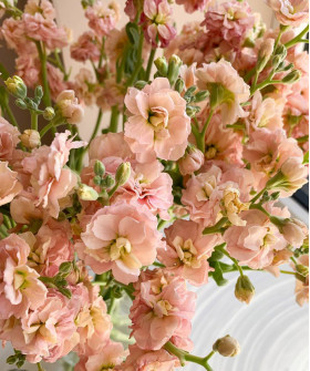 Маттиола кустовая априкот, поштучно