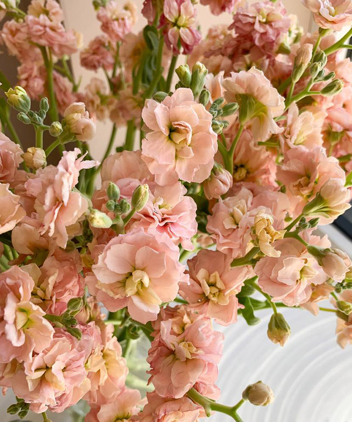 Маттиола кустовая априкот, поштучно