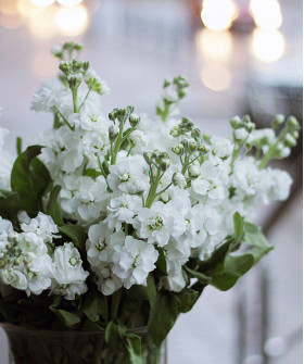 Маттиола кустовая белая, поштучно