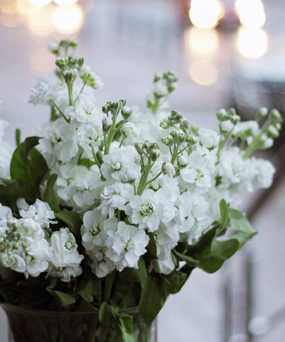 Маттиола кустовая белая, поштучно