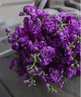 Маттиола кустовая фиолетовая, поштучно