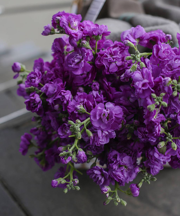 Маттиола кустовая фиолетовая, поштучно