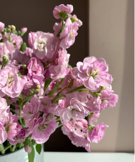 Маттиола кустовая розовая, поштучно 