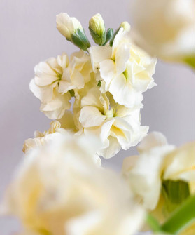 Маттиола кустовая жёлтая, поштучно