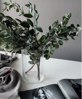 Метросидерос, листья мирта