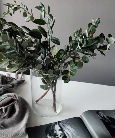 Метросидерос, листья мирта