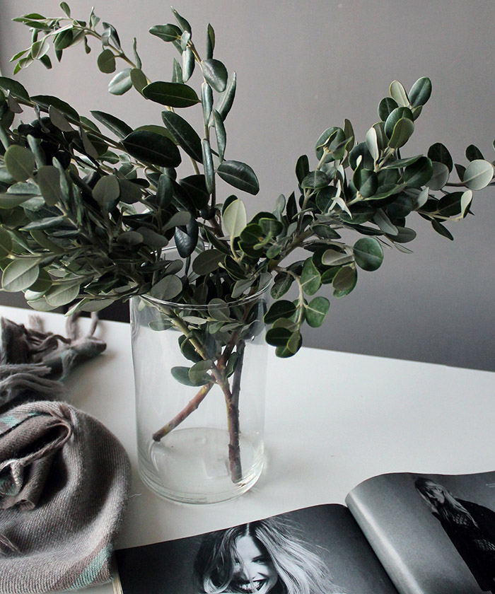 Метросидерос, листья мирта