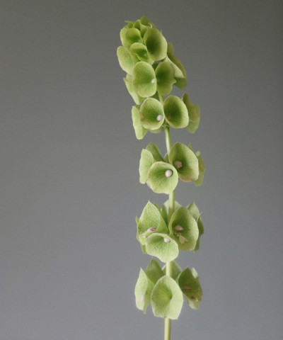 Молюцелла, поштучно