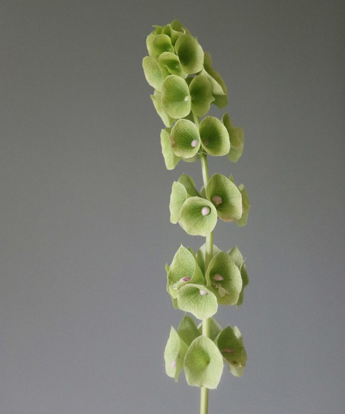 Молюцелла, поштучно