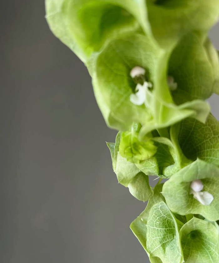 Молюцелла, поштучно