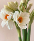 Нарциссы иоганн штраус, поштучно 