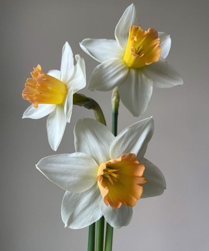 Нарциссы иоганн штраус, поштучно 