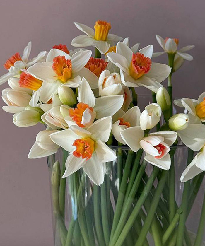 Нарциссы иоганн штраус, поштучно 