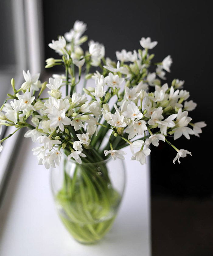 Нарциссы кустовые, поштучно