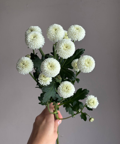 Ньютон (Коконат) кустовая хризантема, поштучно