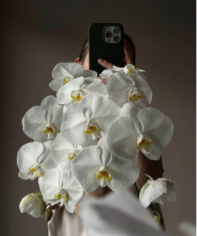 Орхидея фаленопсис, поштучно