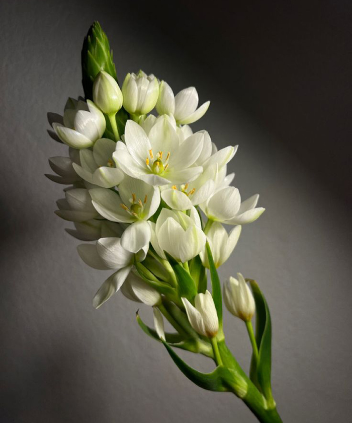 Орнитогалум, поштучно