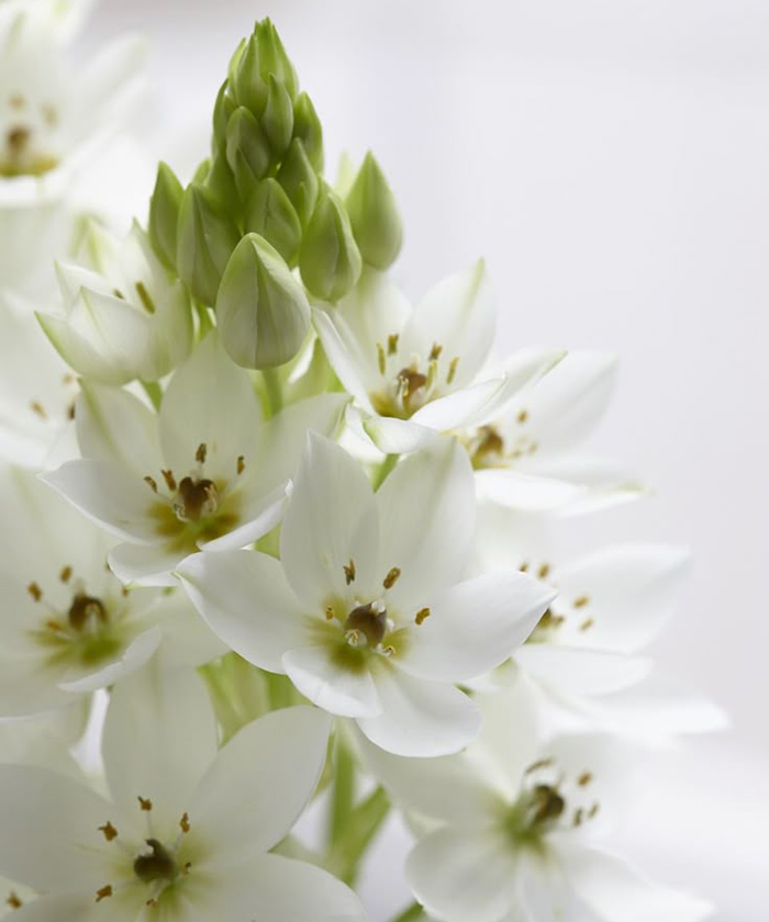 Орнитогалум, поштучно