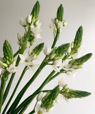 Орнитогалум, поштучно