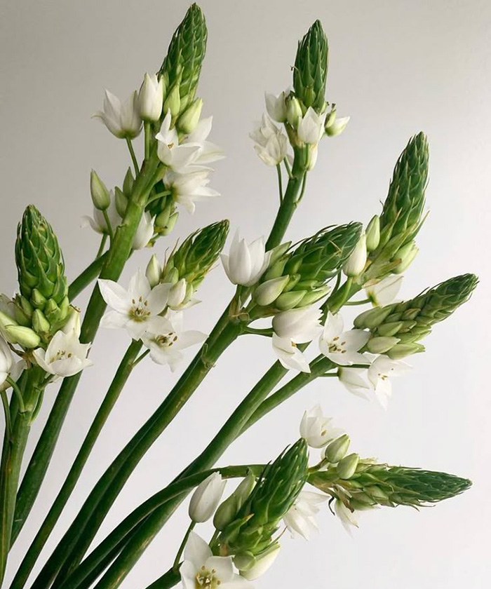 Орнитогалум, поштучно